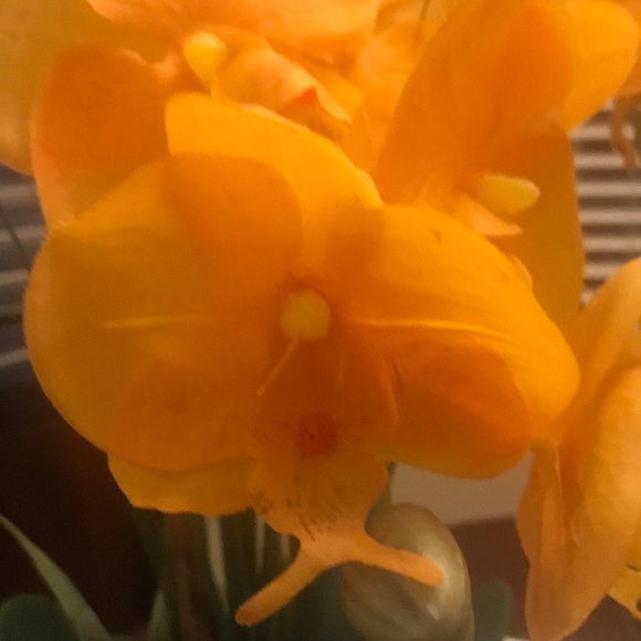 Meet your Posher, Shay - Picture 1 of 1